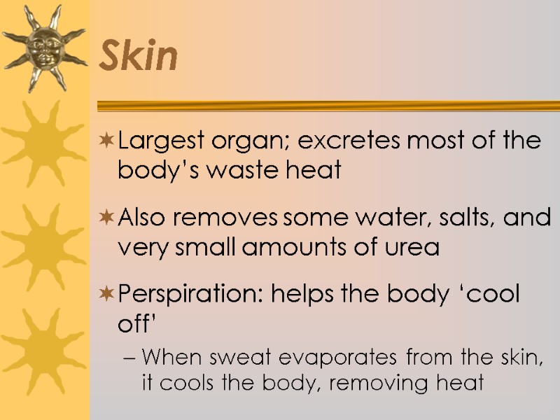 Skin Largest organ; excretes most of the body’s waste heat  Also removes some